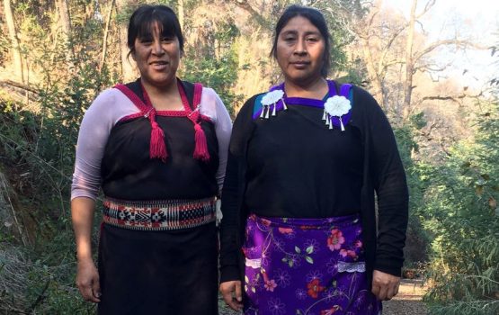 Las protectoras del bosque nativo: La incansable lucha de las hermanas Ñancul
