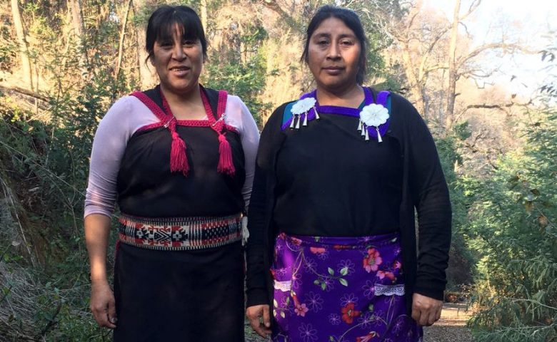 Las protectoras del bosque nativo: La incansable lucha de las hermanas Ñancul